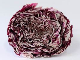 Radicchio