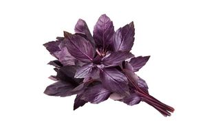 Purple basil
