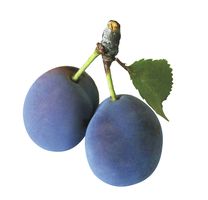 Plum