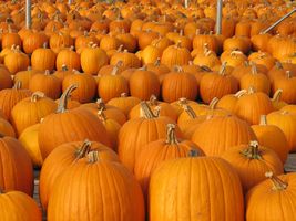How to choose a good pumpkin