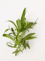 Tarragon