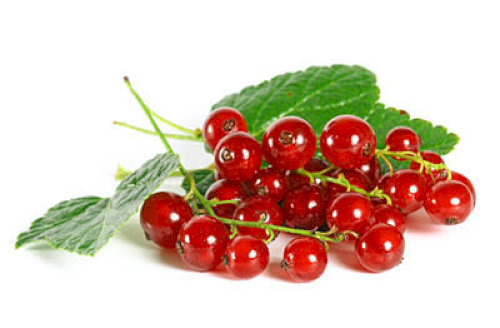 Red currant