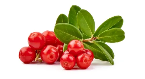 Lingonberry